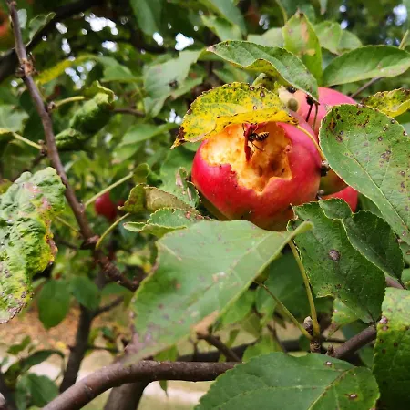 Dom wakacyjny Dragon *